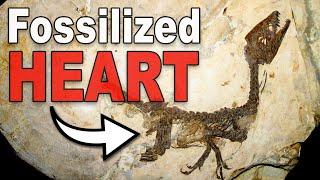 3 Dinosaur Fossils That Preserve Internal Organs