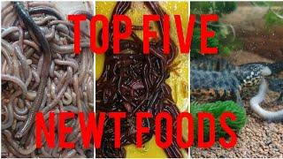 Top 5 Newt Foods!