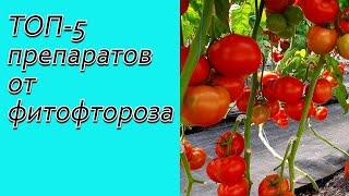 ТОП-5 эффективных препаратов от фитофтороза на томатах.