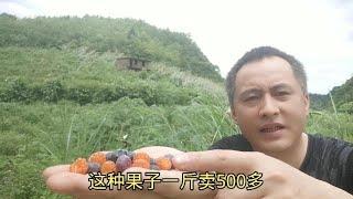 山里1000多亩果园，农村没人摘，城里人却吃不起