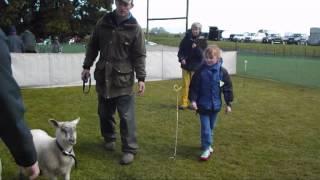 tracey calf club