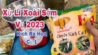 Kích Ra Hoa Cử 1, Xoài Sớm Vụ 2023 | VTK.CHANNEL