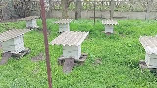 Отвечаю на вопрос.Как я вывожу и заменяю маток в северо-крымских ульях?