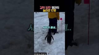 길막당한 펭귄의 놀라운 반응 #동물 #펭귄