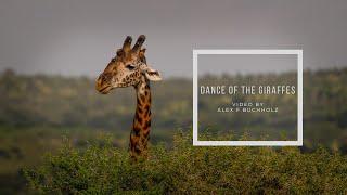 Dancing Giraffe | Ndutu Conservation Area | Nikon D850 | Wildlife Film by Alex F Buchholz