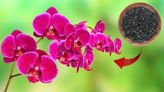 Just 1 teaspoon! Orchids grow and bloom at level 100