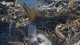 Bald Eagle Couple Jackie And Shadow Welcomes 2 Eaglets