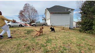 PITBULL VS. CANE CORSO *GONE WRONG* NBF KENNEL