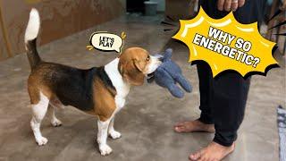 Will a Beagle Fit into Your Lifestyle? Take This Quiz