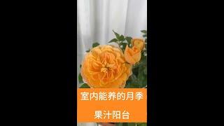 阳台养盆“果汁花”，剪2刀疯狂爆花苞，四季开花不招虫！