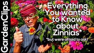 Zinnia Flowers - everything to know about Zinnias - how to plant Zinnias - powdery mildew and more!