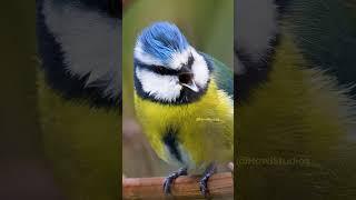 Eurasion Blue Tit Singing  Wincent   CpxrV #bird #nature #wildlife