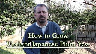 How to grow Upright Japanese Plum Yew (Beautiful Evergreen Conifer)