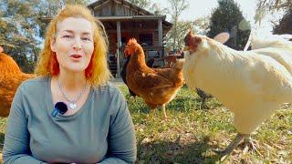 How To Make My Chickens Lay More Eggs