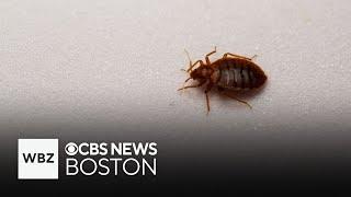 How to treat bedbugs in your home and bedbug bites