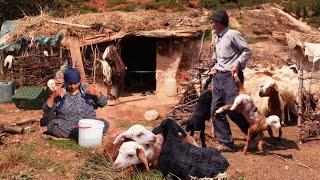 The Nomadic Shepherd's Life in Remote Iran | A Day with Sleepy Lambs, Goats and Sheep