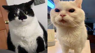 Try Not To Laugh  New Funny Cats Video  - Just Cats Part 26