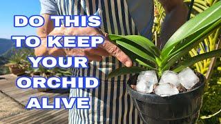 Orchid Care Common misconceptions