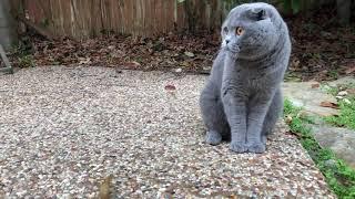 Scottish Fold Playing