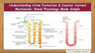 Understanding Urine Formation & Counter Current Mechanism: Renal Physiology Made Simple.