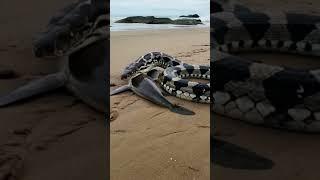 Shark Meets Python on the Beach: A Rare Encounter#ai#GPT#sora#openai#story#animal