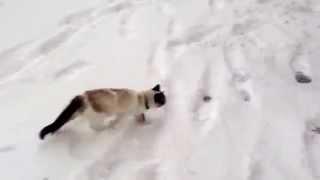 Кошка и снег