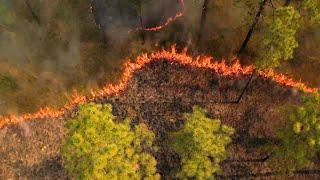 Longleaf Pine: Ecology and Management