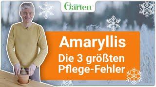 Amaryllis-Pflege: Die 3 größten Fehler