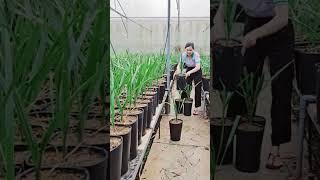 trồng 2000 cây chà là cấy mô #0358392227 @0915061058 || #chalanuoicaymo ||