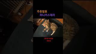 이리(11.22)의 편안한 숙면을 위하여#고양이 #집사#CAT#이리#카스테라#숙면#cute