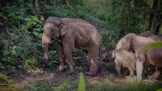 Kindred Spirit Elephant Sanctuary