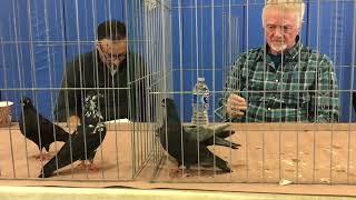 Peter Judging for best of Breeds Portuguese Tumbler Rhinebeck Pigeon Show.