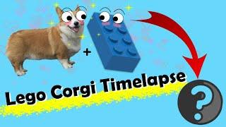 Bootleg LEGO timelapse: corgi frustrations