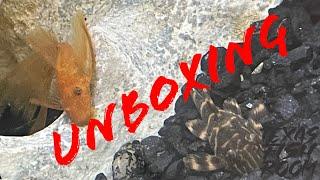 A Fish Order Unboxing from Jadren Aquatics