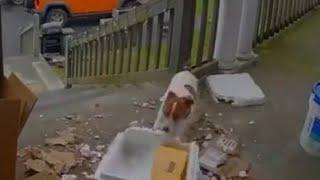 Dog Destroys Amazon Package Left Outside House