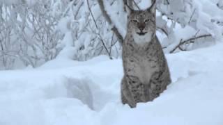 What does the lynx say?