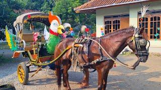 BEGINILAH PERSIAPAN KUDA DELMAN  SEBELUM BERANGKAT KE PANGKALAN️NAIK DELMAAN - NAIK KUDA - KUDAKU