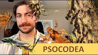 Psocodea: The Lice - Order Spotlight