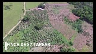 Finca de 87  Tareas sembrada de Limones en Miches del Seibo