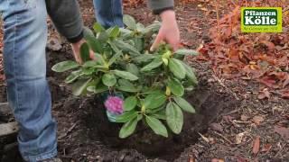 Rhododendron einpflanzen im Garten | Pflanzen-Kölle