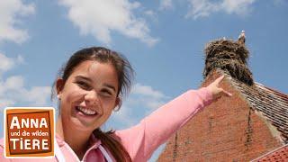 Wo klappert der Storch? | Reportage für Kinder |Anna und die wilden Tiere