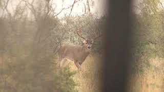 Bowhunting Big Bucks Down South