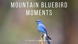 Mountain Bluebird Moments 