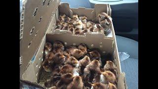 50+ Welsummer Chicks (Chicken Breeding Sources)