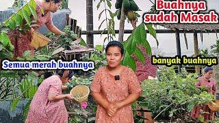 Gak Usah Beli Lauk || Awal Pagi Panen Sayuran Buah Dan cabai Rawit di belakang rumah