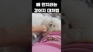 배 만지라는 강아지 대처법 #shorts #강아지