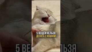 Вот 5 вещей, которые нельзя делать с кошкой