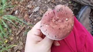 Identifying Edible fungi: Russula vesca - the flirt.