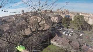 The Honey Locust Tree - Spinacristi -