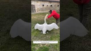 This man rescued the swan that was being bullied by its own kind and then... #animalshorts